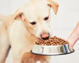 Un chien renifle sa gamelle, signe qu'il a trouvé la meilleure nourriture pour chien diabétique.