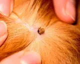 Gros plan d'une tique sur la peau d'un chien, près d'une plaie. Des doigts écartent le pelage roux pour mieux voir le parasite.