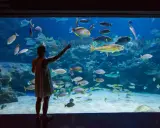Oceanaria nad Bałtykiem: Porównanie, ceny, co warto zobaczyć?