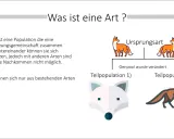Illustration zur Artbildung in der Biologie: Ursprungsart teilt sich, Genpool verändert sich, neue Teilpopulationen entstehen.