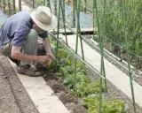 Un jardinier, chapeau de paille, montre comment planter des haricots dans un potager. Il s'accroupit près d'une rangée de jeunes plants.