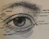 Anatomia oka: zaznaczone brwi, górna i dolna powieka, tęczówka, źrenica, twardówka, kąciki oka.