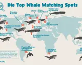 Wo kann man Wale sehen? Karte zeigt Top-Spots: Kanarische Inseln, Azoren, Sylt, Schottland, Norwegen, Grönland, Kanada, Alaska, Mexiko, Argentinien, Südafrika, Australien, Hawaii.