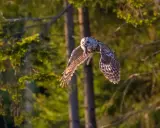 Stor hornuggla flyger med mus i näbben över en skog, kanske vid Store mosse.