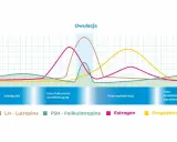Wykres cyklu menstruacyjnego. Progesteron, żółta linia, wzrasta po owulacji, przygotowując macicę.