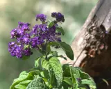 Lila Blüten am Strauch, eine von vielen bienenfreundlichen Balkonpflanzen.