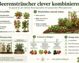Tipps zum Beerenbeet anlegen: Boden prüfen, Wuchshöhen ordnen, Pflanzbereiche wählen, Erntezeit verlängern und Fehler vermeiden.