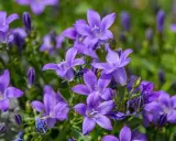 Urocza campanula w doniczce, jej fioletowe kwiaty rozkwitają na tle zieleni.