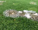 Patches of white, fuzzy snow mold are visible on the green grass, indicating a fungal growth that thrives in damp conditions.
