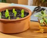 Kleine Ableger eines Geldbaums stecken in Erde. Daneben ein Glas mit Wasser, in dem ein weiterer Geldbaum wurzelt. So kann man den Geldbaum vermehren.