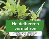 Grüne Heidelbeeren an einem Strauch. Text: "Heidelbeeren vermehren. Anleitung für Stecklinge, Ableger und Samen.