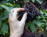 Hand erntet reife Holunderbeeren. Die dunklen, glänzenden Beeren hängen in Dolden an einem Strauch mit grünen Blättern. Wann ist Holunder reif? Jetzt!
