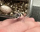 Mały gekon w paski siedzi na dłoni obok jaja w terrarium.