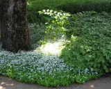 En stor trädstam står bredvid en matta av små vita blommor, troligen waldsteinia vit. Solen lyser genom lövverket och skapar en ljus fläck bland de gröna växterna.