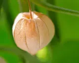 Un physalis annuel ou vivace, sa lanterne de papier orangée, délicatement veinée, se balance doucement sur sa tige.