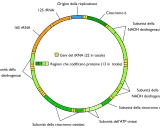 Schema circolare che illustra dove si trova il DNA mitocondriale, con geni per tRNA (giallo) e proteine (verde).