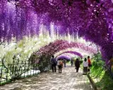 Wisteria: Jaką pergolę wybrać, by nie runęła? Poradnik