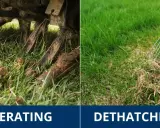 Left side shows aerating a lawn. Right side shows a rake removing thatch, which is a layer of dead grass and debris.