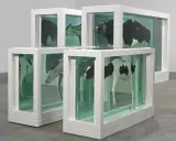 Vacas y terneros en tanques, una madre y su cría divididas por el arte.