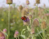 Ein Pfauenaugen-Schmetterling ruht auf einer Distelblüte. Die wilde Karde wirkt wie ein Magnet für diese farbenprächtigen Insekten.