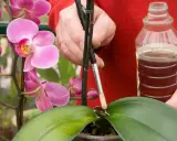 Traitement naturel contre la cochenille sur orchidée : une main applique un liquide avec un pinceau sur une feuille.
