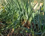 Gros plan sur un plant de ciboulette dans un jardin, les longues feuilles vertes se dressent fièrement.