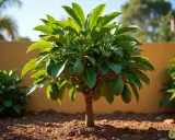 Un jeune avocatier porte déjà des fruits verts. Il est prêt à être planté en terre pour une récolte abondante.