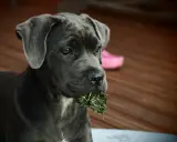 Młody cane corso italiano z trawą w pysku, siedzący na drewnianym tarasie.