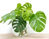 Monstera w szklanej wazie z wodą, pokazująca, jak rozmnożyć monsterę przez ukorzenianie łodyg.