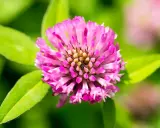 Nahaufnahme einer rosa Klee-Blüte. Manche glauben, Rotklee könnte bei der Gewichtszunahme helfen.