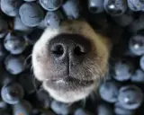 Nez de chien émergeant d'un tas de myrtilles.