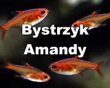 Bystrzyk Amandy: małe, pomarańczowe rybki akwariowe. Poznaj ich wymagania dotyczące hodowli.