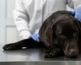Smutny piesek leży na stole weterynaryjnym, weterynarz w rękawiczkach go bada. Piesek może mieć problemy z żołądkiem, być może pies wymiotuje śluzem.