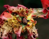 A Japanese beetle feasts on a damaged rose, highlighting the need to know how to get rid of Japanese beetles on roses.