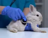 Tierarzt untersucht Kaninchen, das nicht frisst. Blaue Handschuhe und Stethoskop.