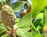 Zielone, łuskowate owocki magnolii otoczone błyszczącymi liśćmi.