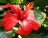 Czerwony hibiskus, piękny kwiat, ale herbata z niego ma przeciwwskazania.
