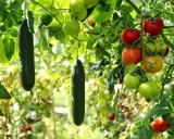 Des concombres et des tomates mûrs pendent des branches, un signe que le travail de planter des légumes porte ses fruits.