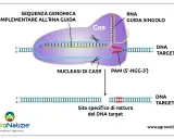 Le forbici molecolari Cas9 tagliano il DNA target guidate da un RNA, creando una rottura specifica.
