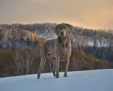 Chien Weimaraner dans la neige, le museau légèrement couvert de givre, rappelant le syndrome queue de cheval chien par sa posture fière.
