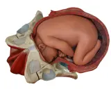 Model anatomiczny pokazuje, jak wygląda pochwa przed porodem, z główką dziecka wstawioną do miednicy.