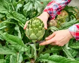 Main d'un jardinier coupant un artichaut vert. Une astuce pour savoir comment enlever les pucerons sur les artichauts : inspectez bien les feuilles.