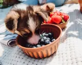 Szczeniak Corgi wącha miseczkę z borówkami, zastanawiając się, czy pies może jeść borówki. Obok miseczka z truskawkami.