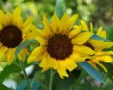 Bright yellow sunflowers in bloom, showcasing various types with their dark centers and vibrant petals against a soft green background.