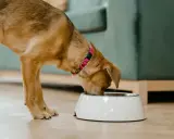 Un chien mange dans sa gamelle. Il apprécie son repas, peut-être enrichi de legume pour chien.