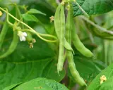 Gousses de haricots verts pendant sur leur tige, prêtes pour la récolte. Une tradition dit qu'il faut semer les haricots avec la lune.