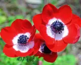 Trois anémones aux pétales rouge vif, un cœur blanc et un centre noir profond. Une grosse fleur rouge qui attire le regard.