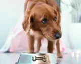 Chien brun regardant une gamelle vide, pensant aux aliments interdits pour insuffisance rénale chien.
