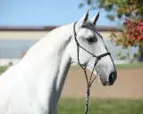 Ein weißer Lipizzaner mit schwarzem Halfter steht vor einer Herbstkulisse. Seine eleganten Lipizzaner Farben sind ein Blickfang.