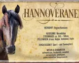 Ein brauner Hannoveraner mit detailliertem Steckbrief. Er ist ein Warmblüter, ideal für Sport und Turniere.